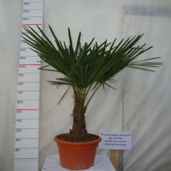 Winterhardheid palmboom meten