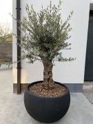 Olijfboom in sierpot zwart