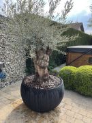 Olijfboom in sierpot zwart