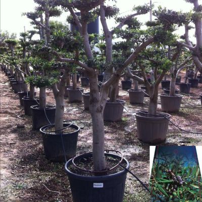 olijfboom-bonsai-dikke-stam