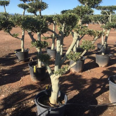 olijfboom-bonsai-dikke-stam