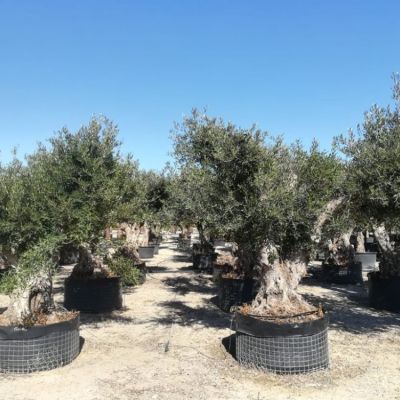 grote-oude-olijfboom-zeer-dikke-stam