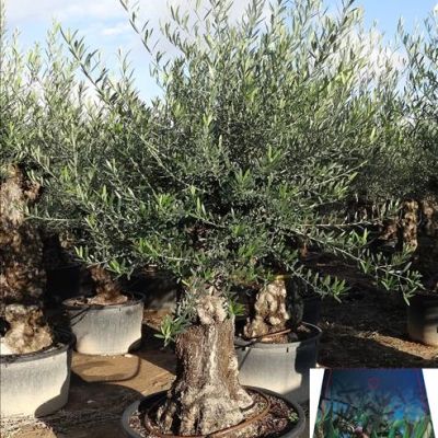 grote-oude-olijfboom