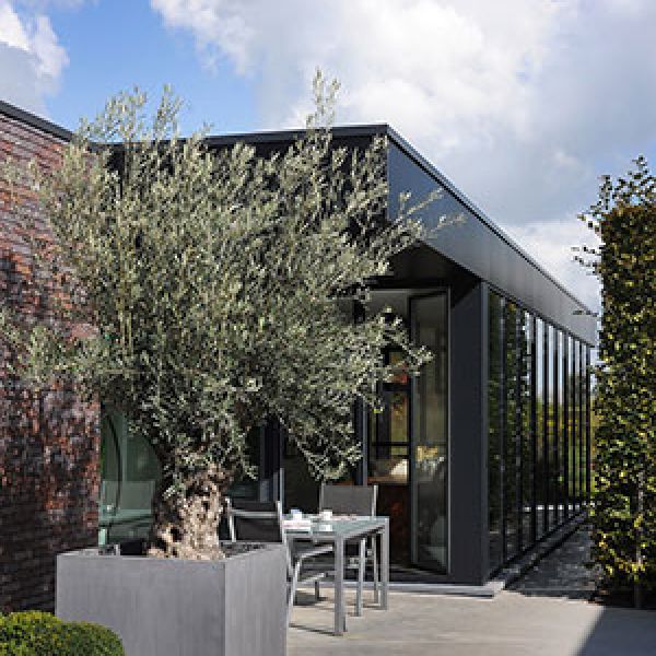 oude-olijfboom-pot-vierkant