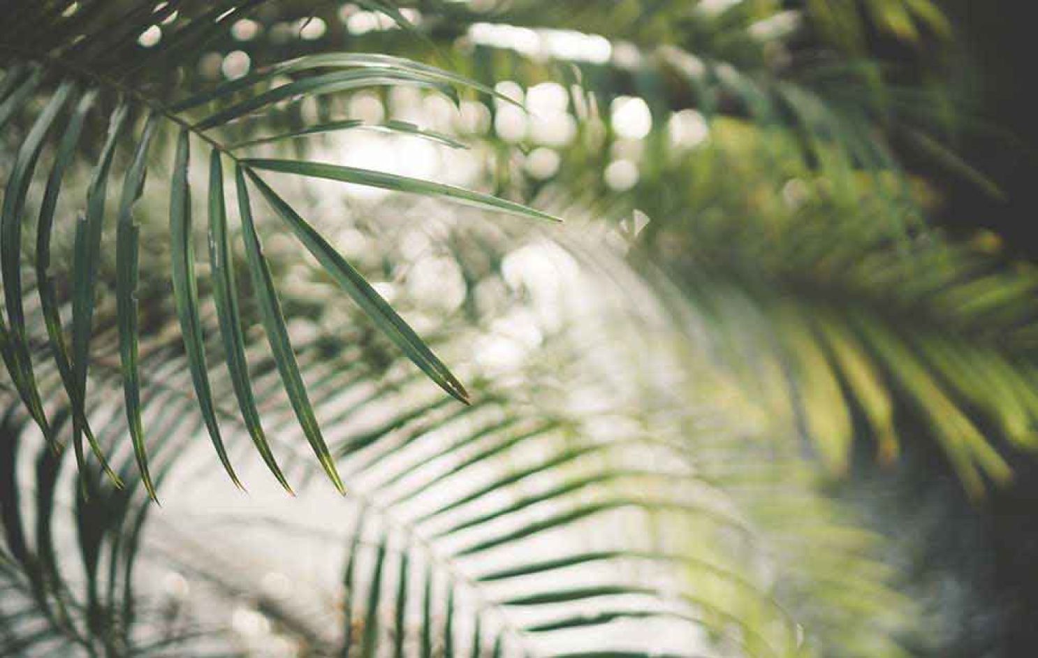  Palmleaves-Palmtree-Trachycarpus-fortunei