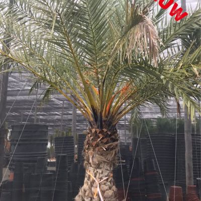 canarische-dadelpalm-phoenix-canaeriensis