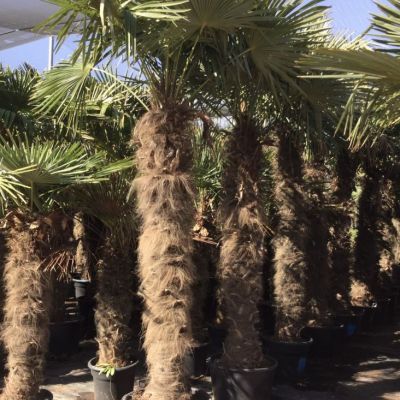 grote-windmolenpalm-trachycarpus-fortunei