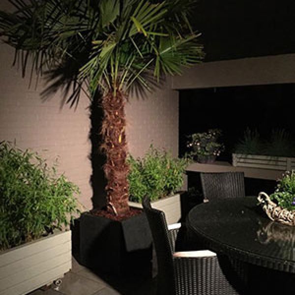 trachycarpus-fortunei-in-pot