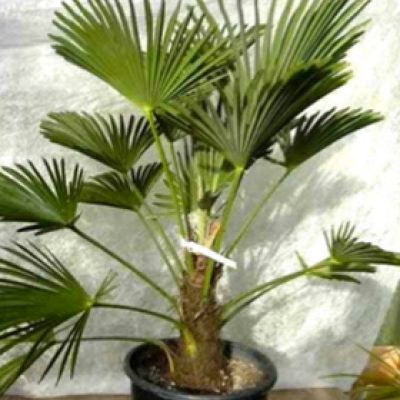 trachycarpus-wagnerianus