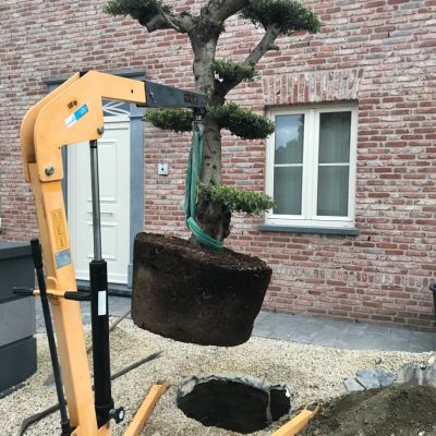 using tools for panting big palmtrees