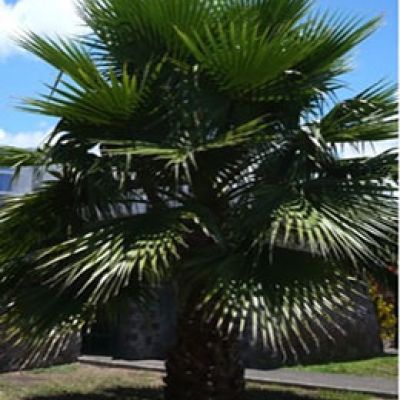 grote-washingtonia-robusta