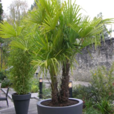 kleine-windmolenpalm