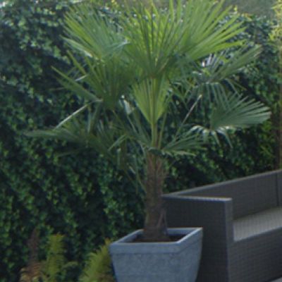 windmolenpalm-in-pot