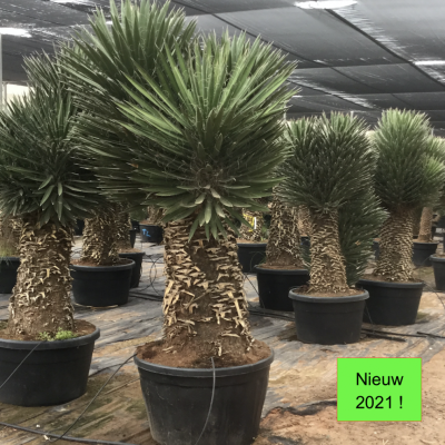 yucca-australis-filifera-winterhard