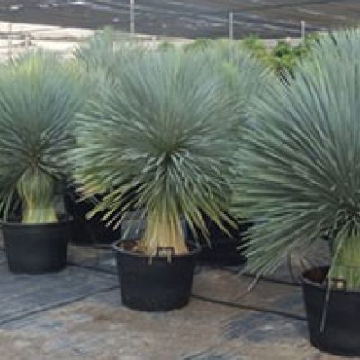 yucca-rostrata-dikke-stam