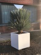 Yucca Rostrata in sierpot wit